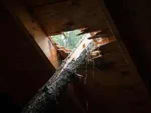 Roof damage from hurricane force winds is common. Broken tree limb protruding through a ceiling of a home in Florida.